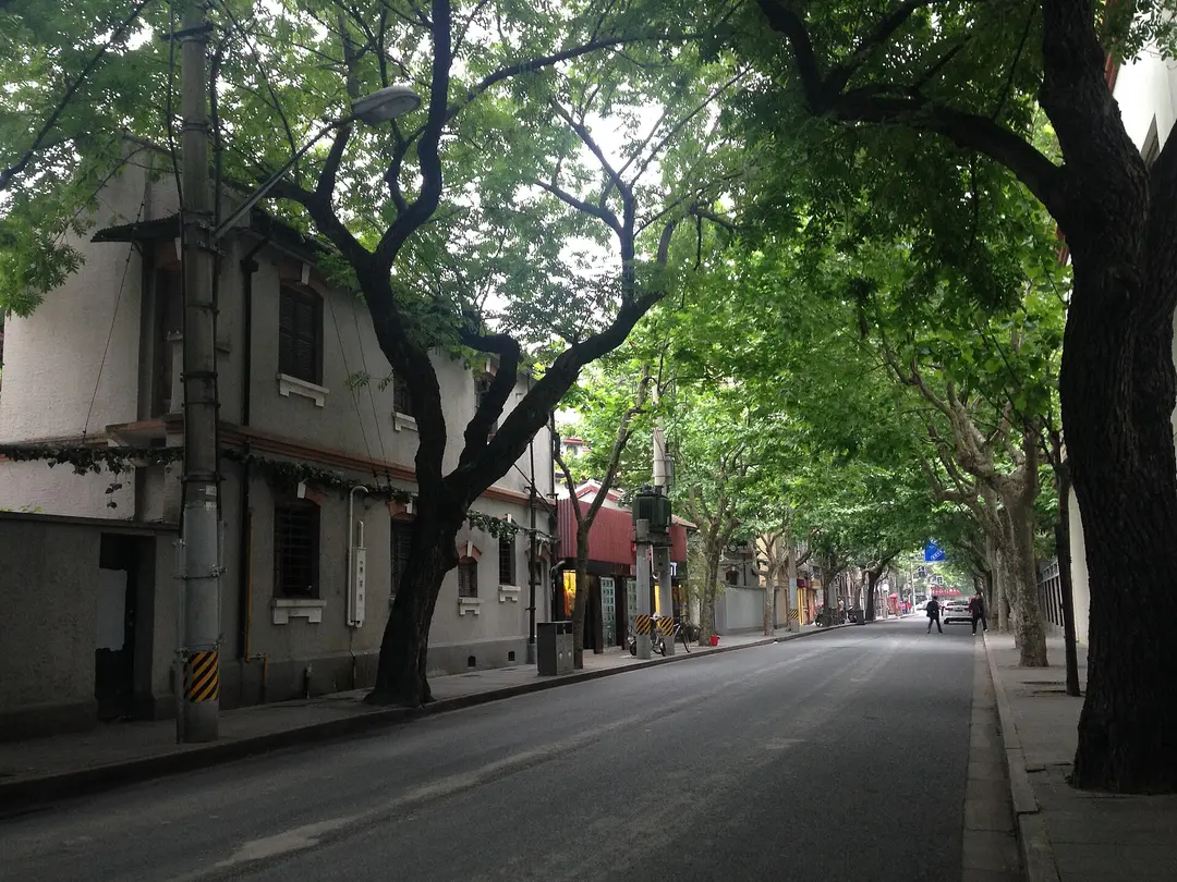 A quiet stretch of Wukang Road under a canopy of plane trees in early summer