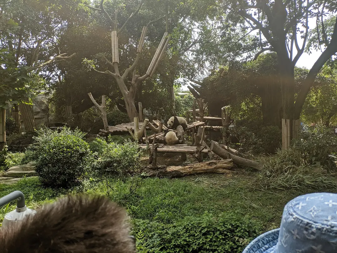 A wooded outdoor panda enclosure with wooden climbing frames among tall trees