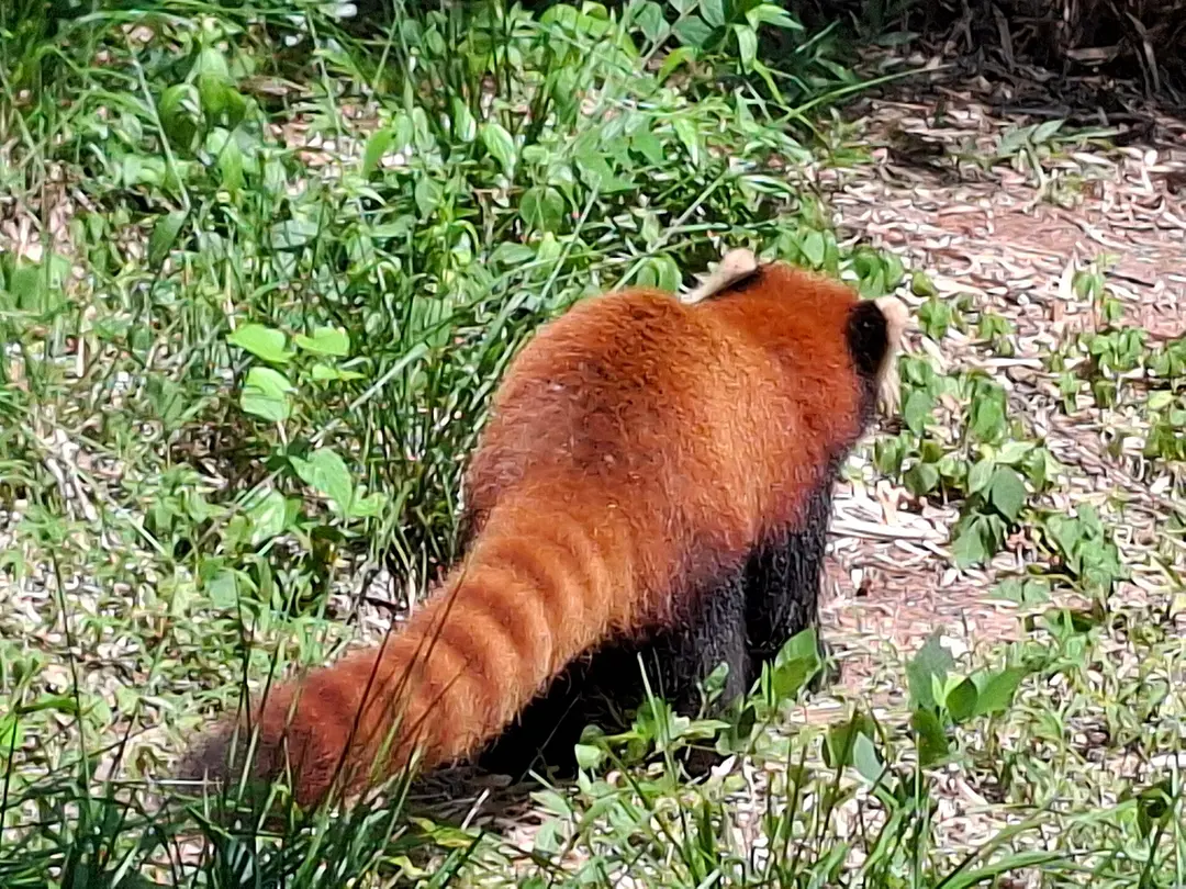 A red panda with a ringed tail walking through long grass at the Chengdu Panda Base